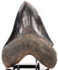 Huge 6 1/4 Carcharodon megalodon Shark's Tooth