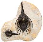 Pair of Shovel Nose Spiny Trilobite