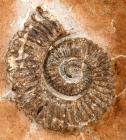 Museum Quality Heteromorphic Ammonite Aegocrioceras