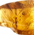 Possible 10 mm Dinosaur Feather in 100 Million Year Old Amber