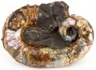 9" Ancyloceras Aberramt Ammonite With Brown Iridescent Mother of Pearl