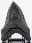 Impressive 6" Megalodon Shark's Tooth