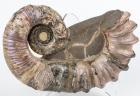 Complete 14" Heteromorphic Ammonite, Volga River, Russia