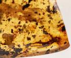 Partial Lizard Skin and One Complete Foot in 100 Million Year Old Amber