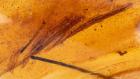 Thin Dinosaur Feathers in 100 Million Year Old Burmite Amber