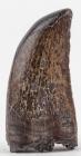 Excellent, Complete T-Rex Juvenile Tooth, Powder River County, Montana