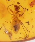 Amazing, Long-Legged Extinct Ant in 100 Million Year Burmite Amber