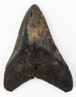 Carcharodon Megalodon Shark's Tooth -- 4 1/2 Inches