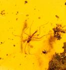 Mosquito (Aedes Culcides) in 100 Million Year Old Burmite Amber