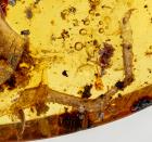 Partial Lizard Skin, Hand and One Complete Leg and Foot in 100 Million Year Old Amber