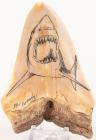 Carcharodon Tooth With Scrimshaw Megalodon Diorama