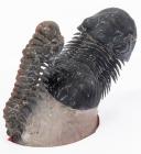 Pair of Museum Quality Moroccan Trilobites Fully Prepped