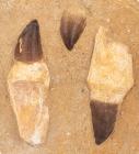 Three Large Mosasaur Teeth in Matrix