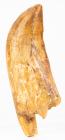 Carcharodontosaurus Dinosaur Tooth With Partial Root