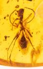 Strange Long-Legged Extinct Ant in Burmite Amber