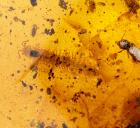 Millipede Plus Other Strange Insects in Burmite Amber